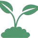 planta